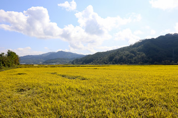 Autumn rice field scenery. Chungcheongbuk-do, South Korea