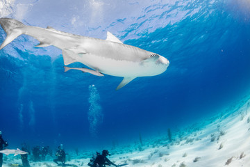 Tiger Shark swimming arround