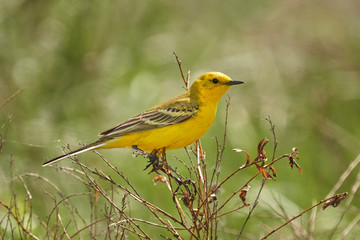 Bird - Yellow-backed Wagtail (Motacilla lutea ) sitting on a branch of a bush sunny spring morning. Close-up.