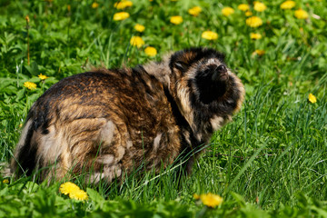 Obraz premium Raccoon dog (Nyctereutes procyonoides)