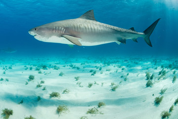 Tiger Shark swimming arround