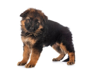 puppy german shepherd