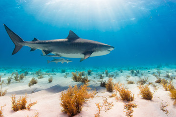 Fototapeta premium Tiger Shark swimming arround