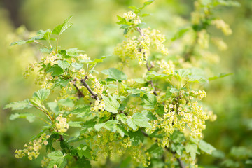 Bush of flowering currants in the spring garden. The picture is suitable as a background.