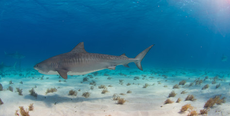 Fototapeta premium Tiger Shark swimming arround