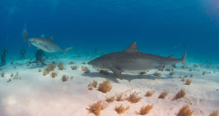 Fototapeta premium Tiger Shark swimming arround