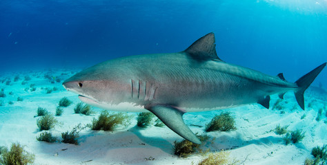 Tiger Shark swimming arround