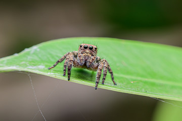 spider