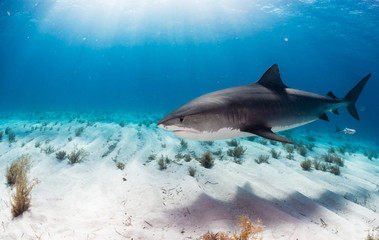 Fototapeta premium Tiger Shark swimming arround