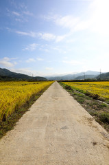 Fototapeta na wymiar Road scenery between rice fields in autumn. Chungcheongbuk-do, South Korea