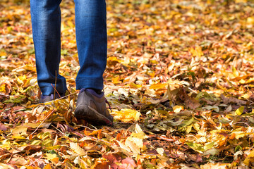 Legs of girl walking along the autumn foliage