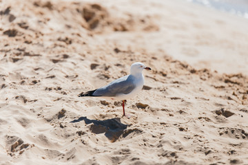 Gaviota con una pata