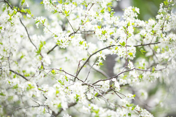 Branches of a blossoming cherry in a spring garden. the picture can be used as a background