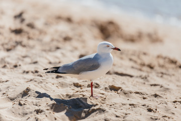 Gaviota con una pata