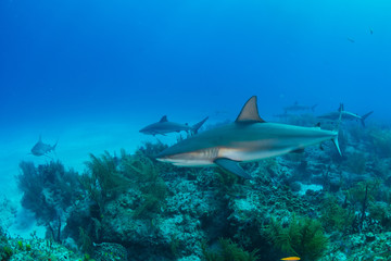 Fototapeta premium Sharks swimming arround