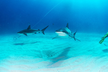 Sharks swimming arround