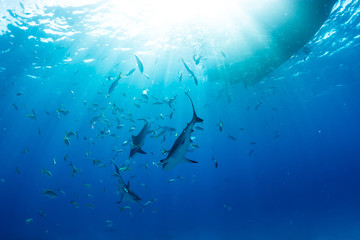 Sharks swimming arround