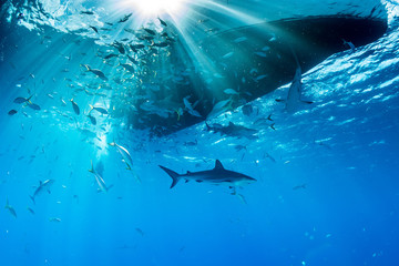Sharks swimming arround