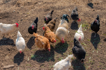 rooster and chickens pecking for food on the farm