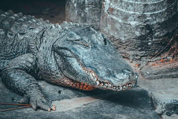 crocodile one eye
