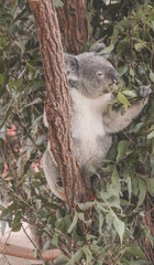 Baby Koala eating Eucalyptus