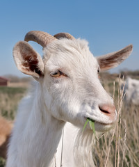 white goat with horns in a meadow close up
