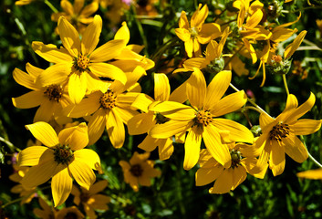 Closeup of Teckseed Sunflowers( Bidens polylepis) on The Bank of The Blanco River, Blanco, State Park, Blanco, Texas, USA
