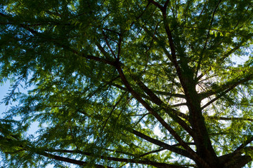 Bald Cypress Trees (Taxodium distichum)  on The Shore of of The Blanco River, Blanco State Park, Blanco, Texas, USA