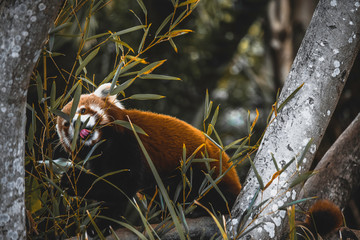 red panda in tree