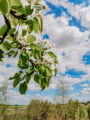 A branch of a flowering apple tree in May against the sky.