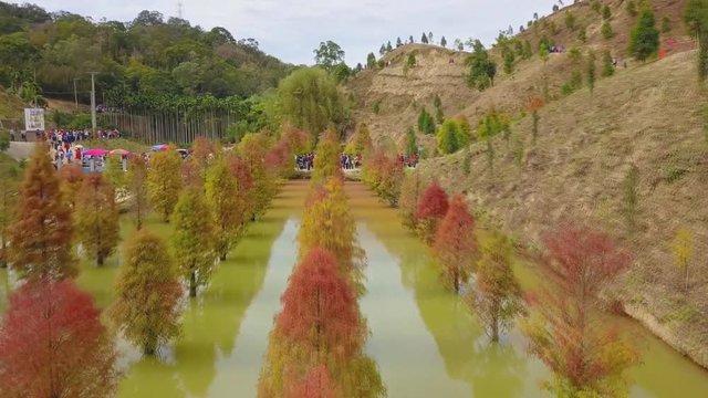 Colorful winter Bald Cypress Turning Red In Autumn At A Beautiful Garden In Sanwan, Miaoli, Taiwan (aerial photography)