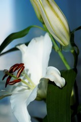 white calla lily