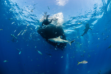 Sharks swimming arround