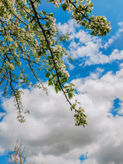 A branch of a flowering apple tree in May against the sky.