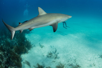 Sharks swimming arround