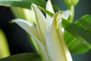 close up of a white lily