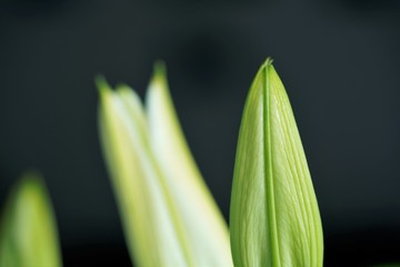 close up of a green lily bud