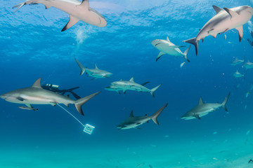 Sharks swimming arround