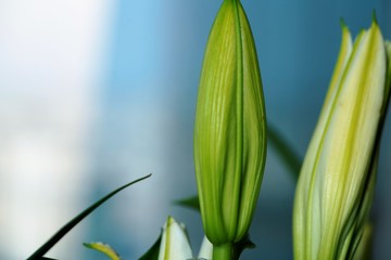green lily leaves on blue background