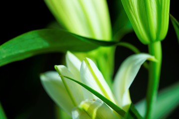 Fototapeta na wymiar close up of a green lily