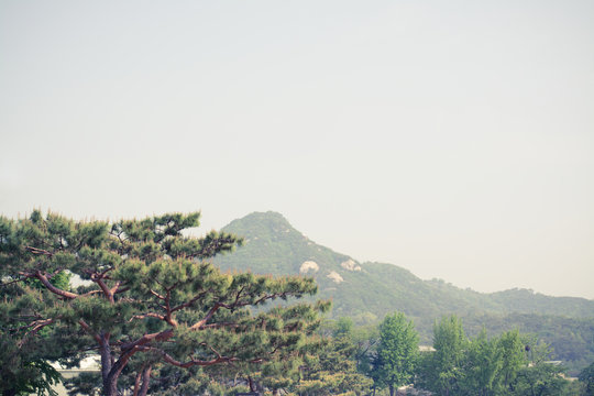 Pine trees grow in the garden with mountain abd blue sky background - Vintage filter