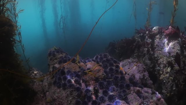 High angle view of sea urchins on rocks by kelps undersea - Carmel by the Sea, California