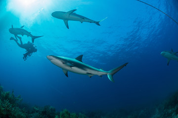 Obraz premium Reef Sharks swimming