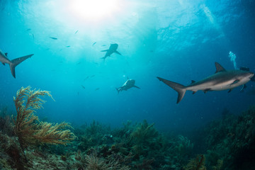 Sharks swimming arround