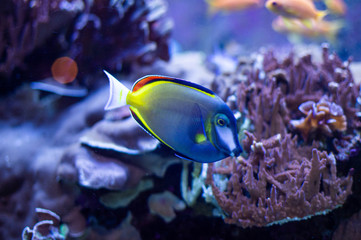 Fototapeta na wymiar coral fish in aquarium