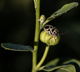 Orange, Black and White insect