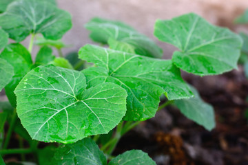 Pumpkin leaves with natural background.