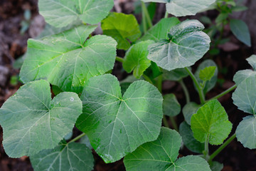 Pumpkin leaves with natural background. © Siwapot Narukietmont