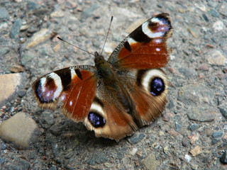 butterfly on the ground