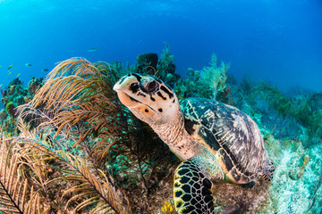 Green Turtle swimming